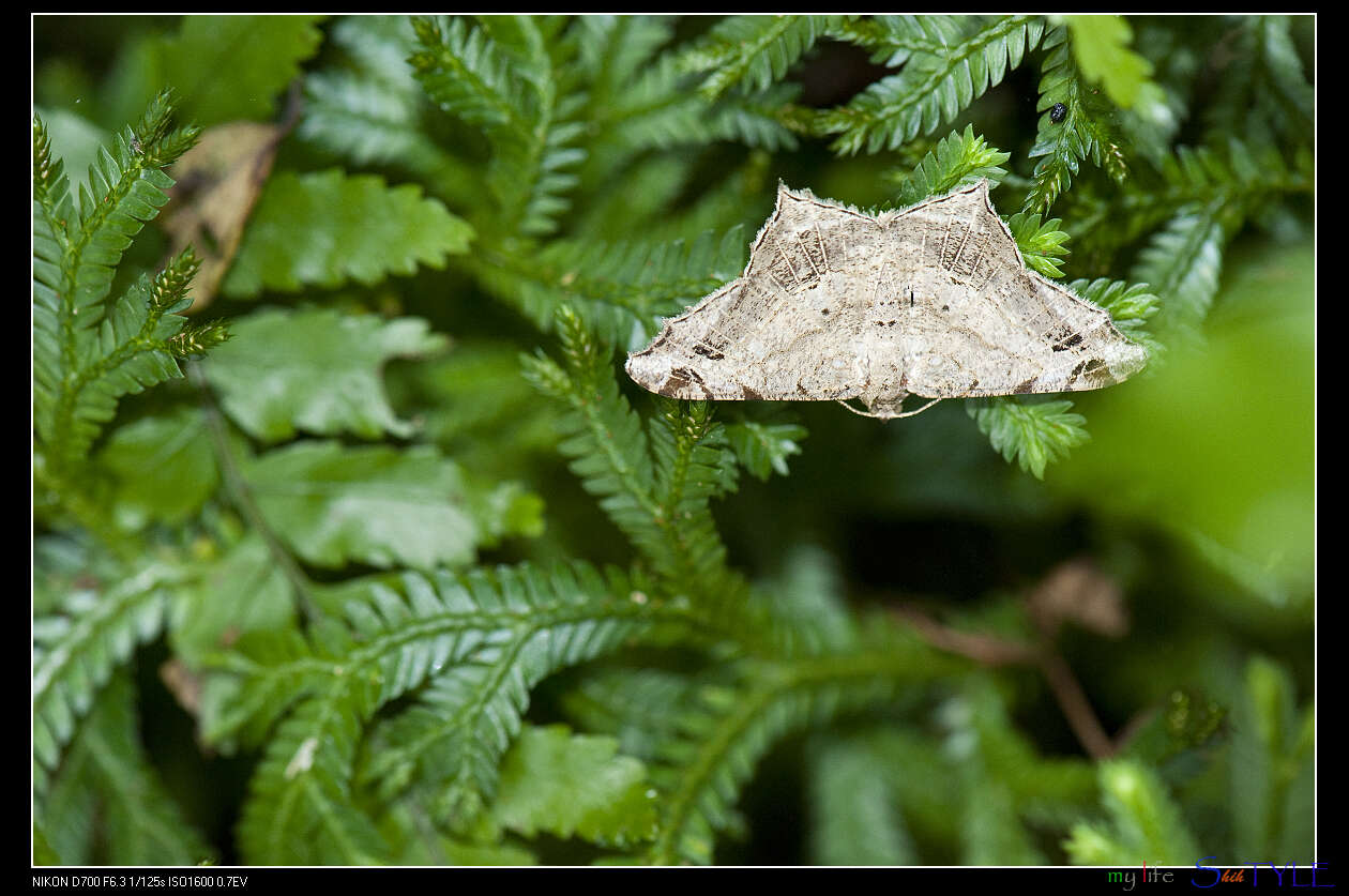 Image of Semiothisa emersaria Walker 1861