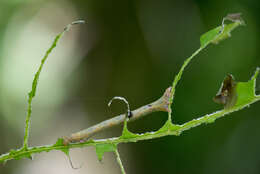 Imagem de Hyposidra talaca Walker 1860