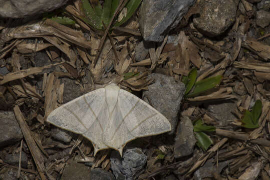 صورة Ourapteryx pallidula Inoue 1985