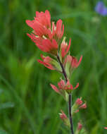 Image de Castilleja coccinea (L.) Spreng.