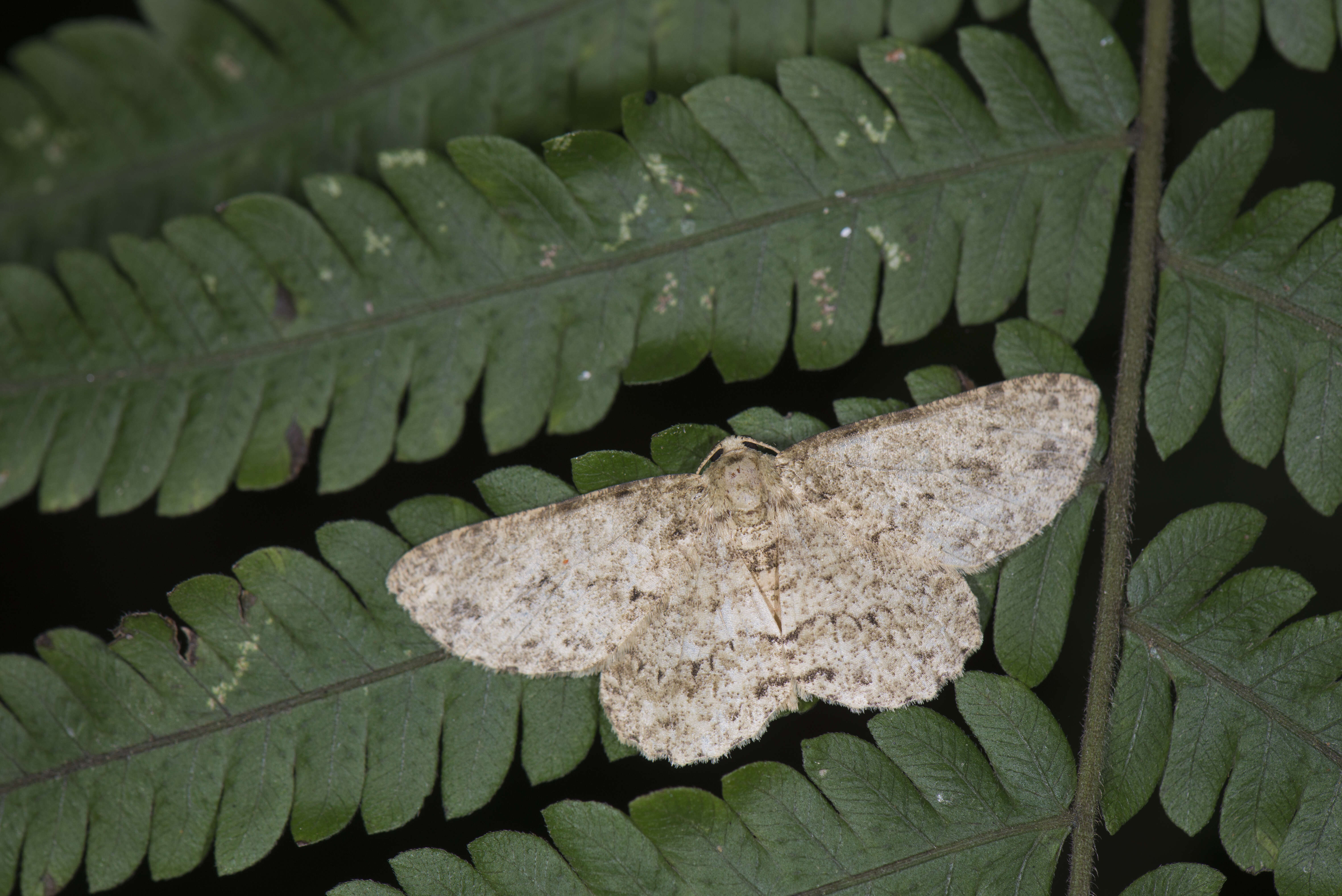 Image of Ectropis bhurmitra Walker 1860