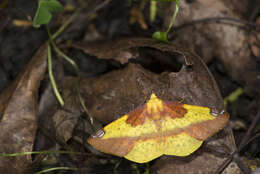 صورة Pseudomiza aurata Wileman 1915