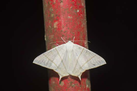 صورة Ourapteryx pallidula Inoue 1985