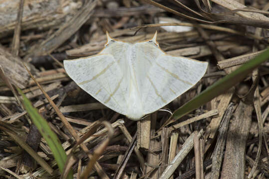 صورة Ourapteryx pallidula Inoue 1985