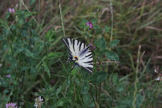 Image of Iphiclides