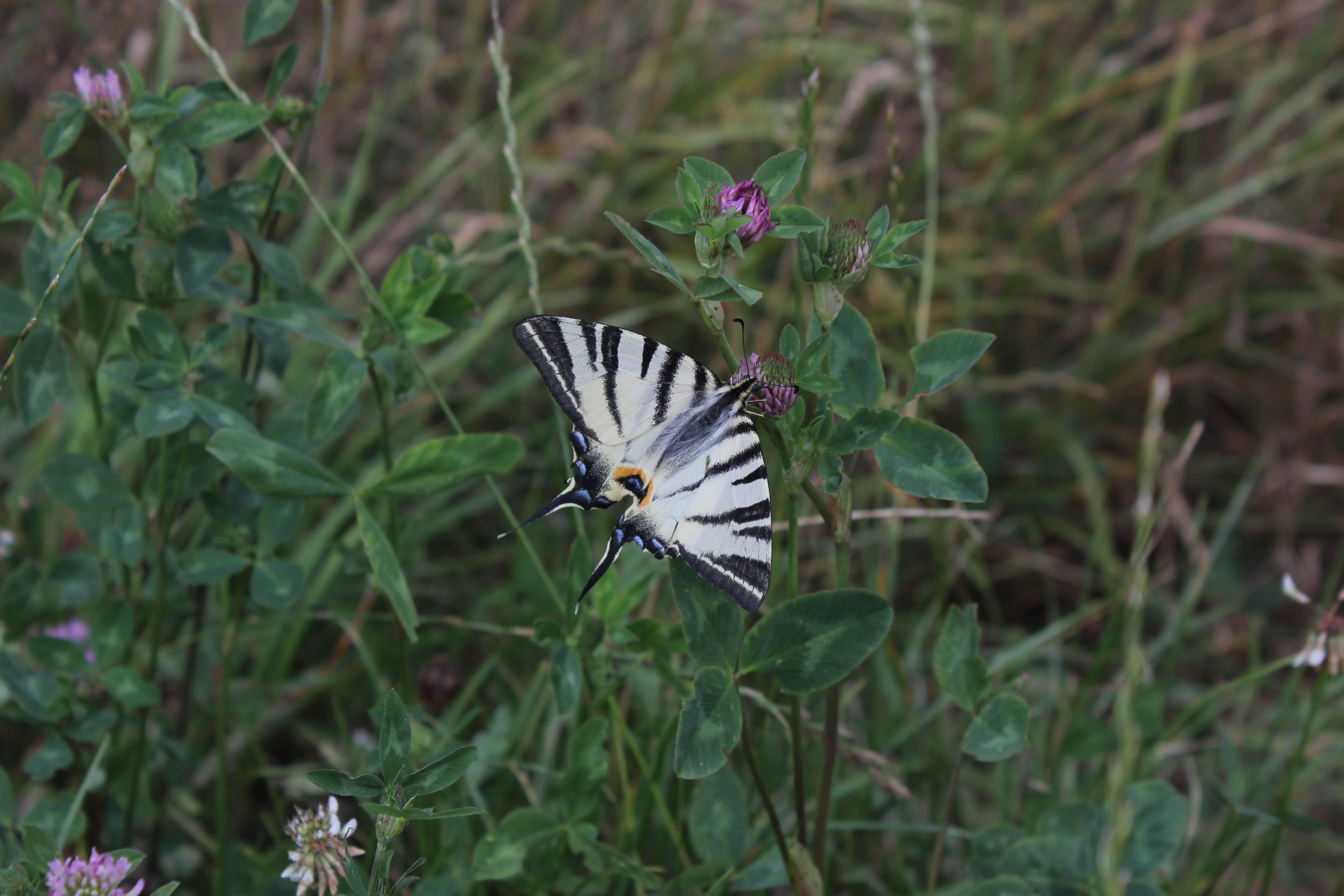 Imagem de Iphiclides