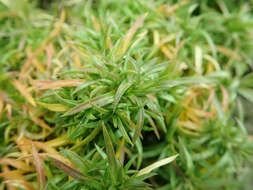 Image of moss phlox