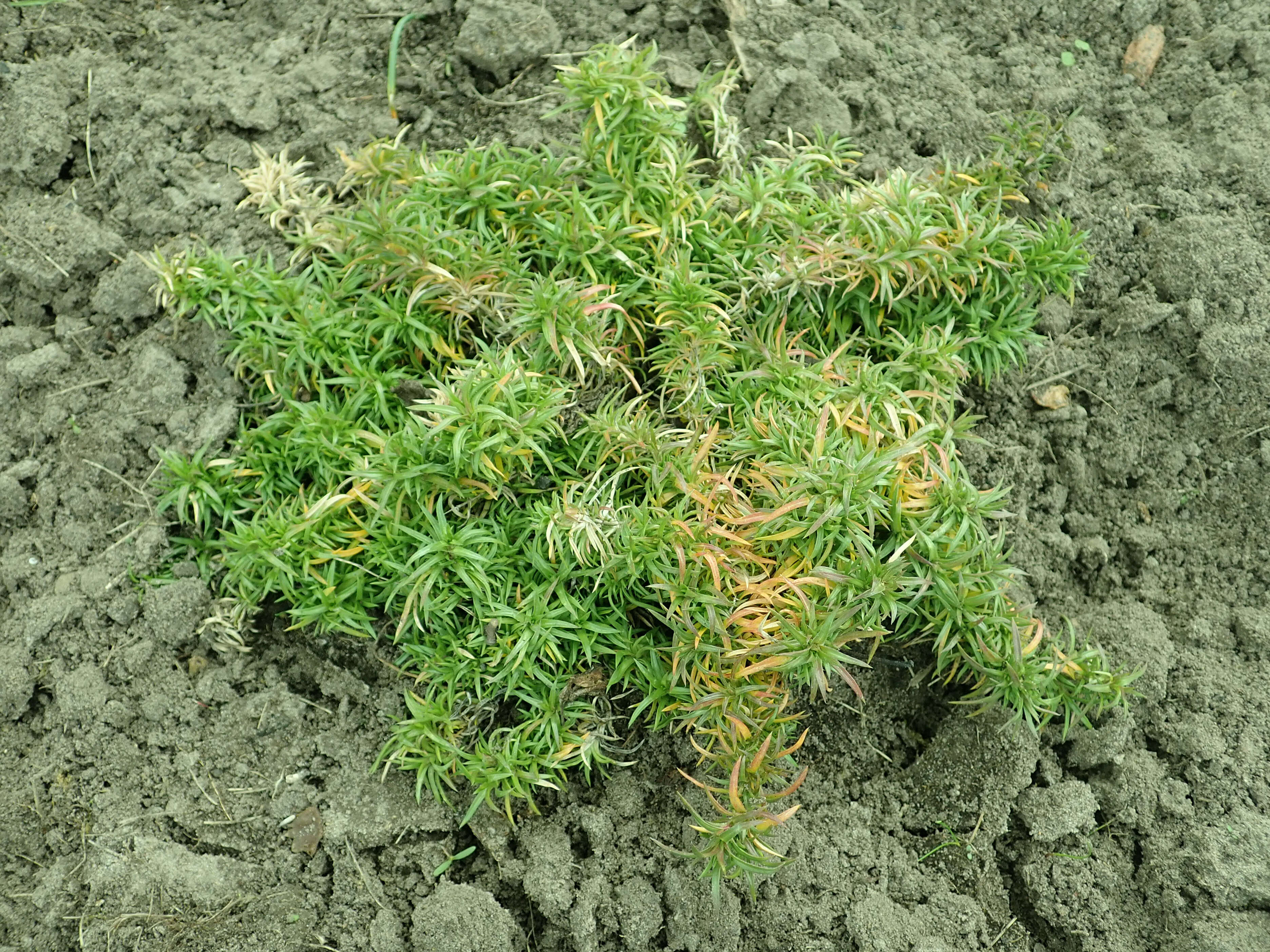 Image of moss phlox