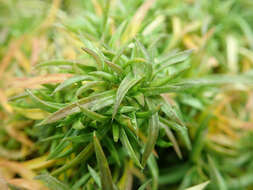 Image of moss phlox