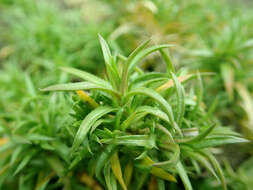 Image of moss phlox