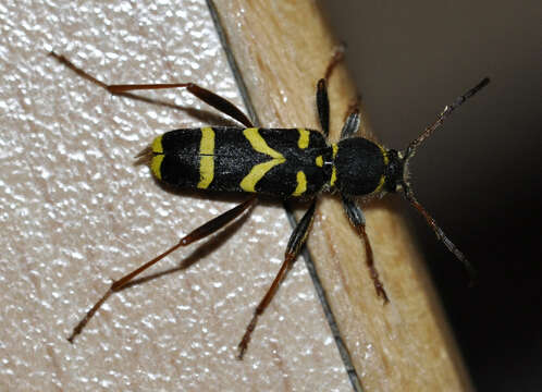 Image of Wasp beetle