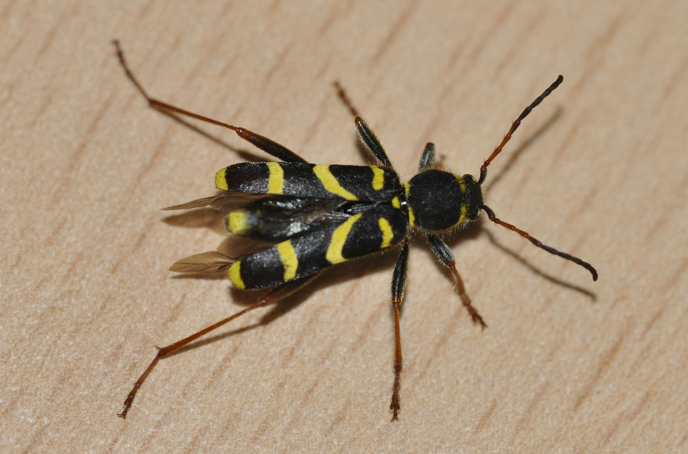 Image of Wasp beetle