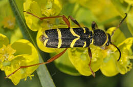 Image of Wasp beetle