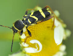 Image of Wasp beetle