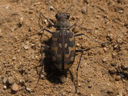 Image of Cicindela (Calomera) littoralis nemoralis G. A. Olivier 1790