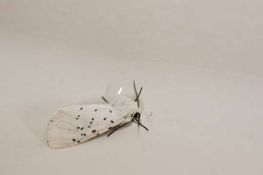 Image of Spilosoma Curtis 1825