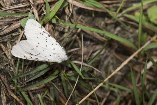 Spilosoma Curtis 1825 resmi