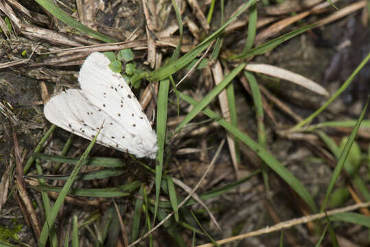 Image of Spilosoma Curtis 1825