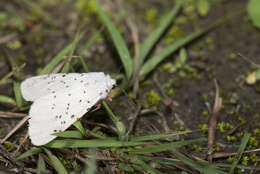 صورة Spilosoma Curtis 1825