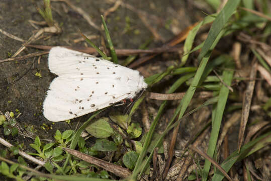 Spilosoma Curtis 1825 resmi