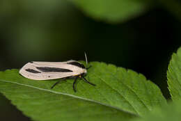 صورة Creatonotos gangis Linnaeus 1763