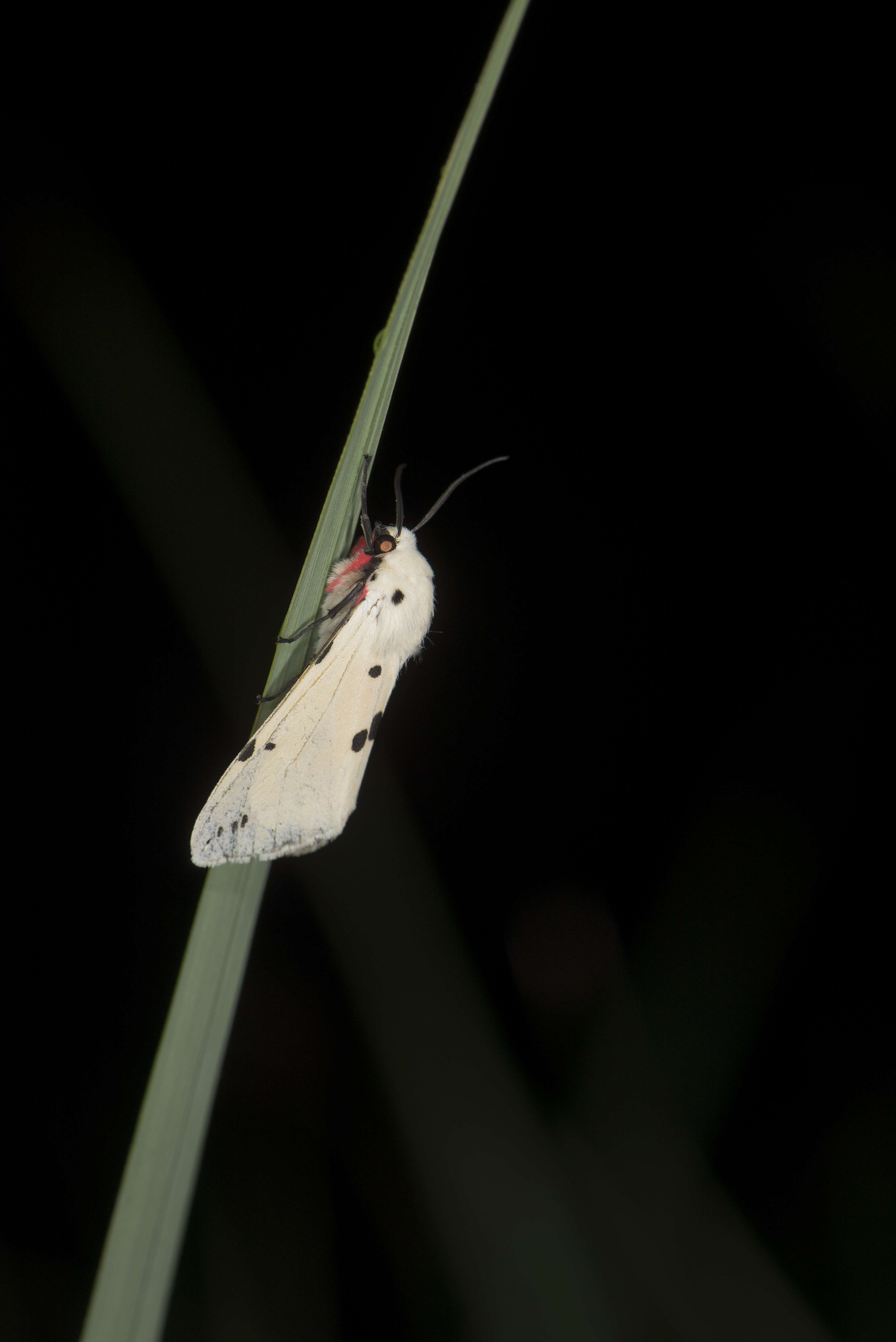 Image of Spilarctia alba (Bremer & Grey 1853)