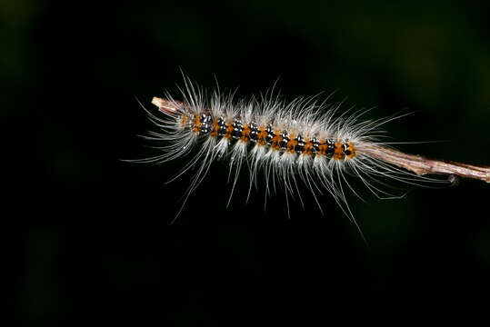 Image of Eilema costipuncta Leech 1890