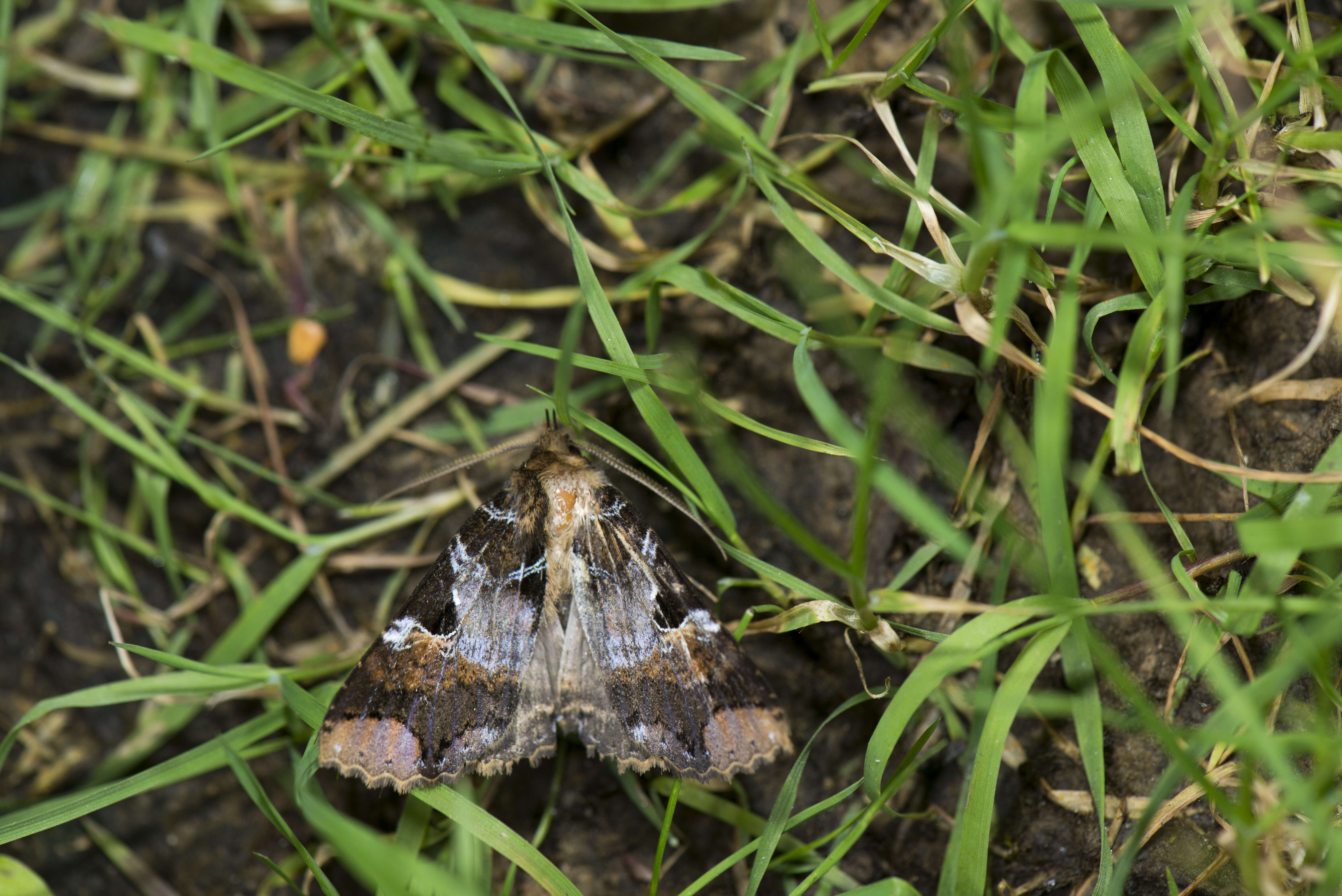 Слика од Sypnoides chinensis