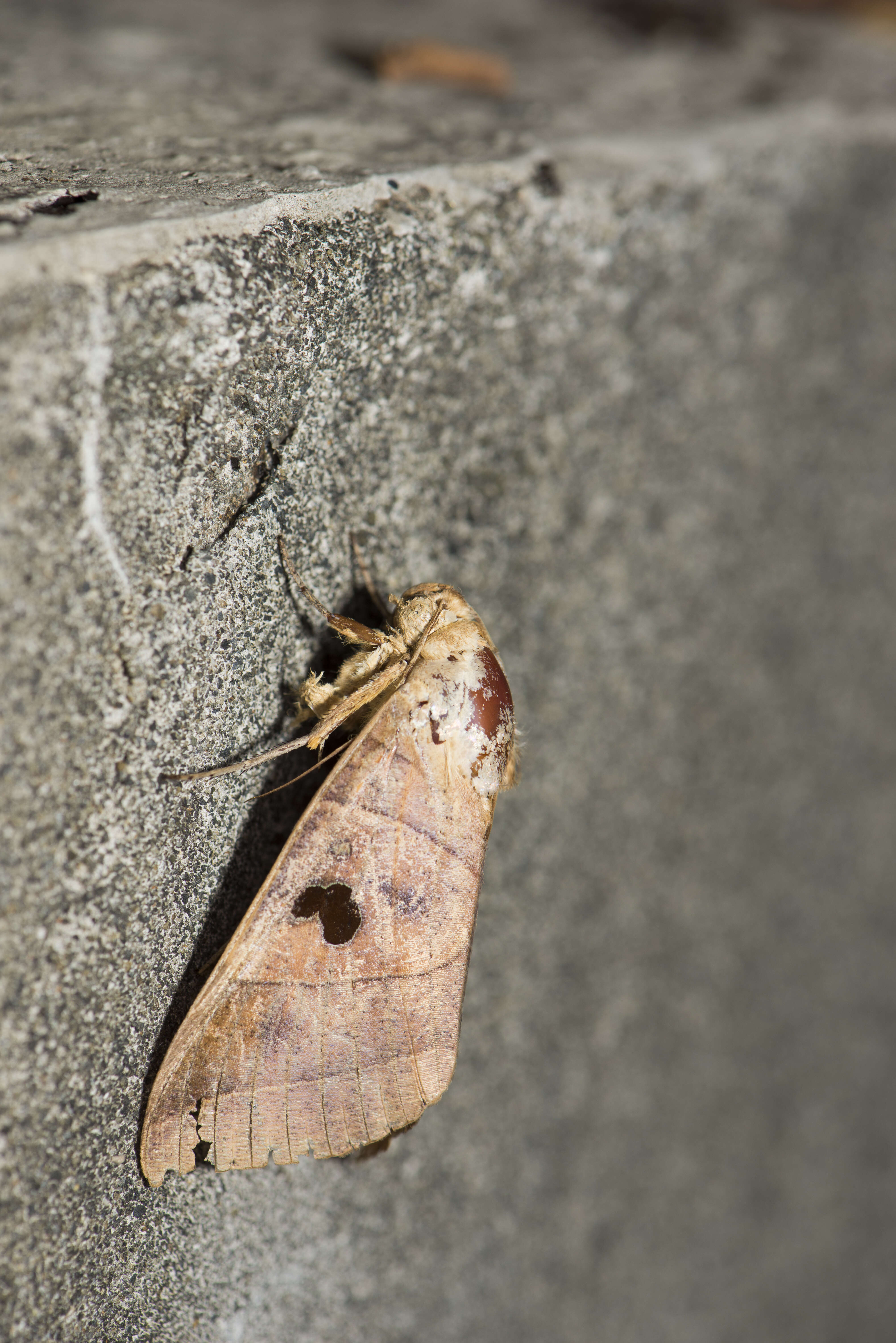 Image of Thyas coronata