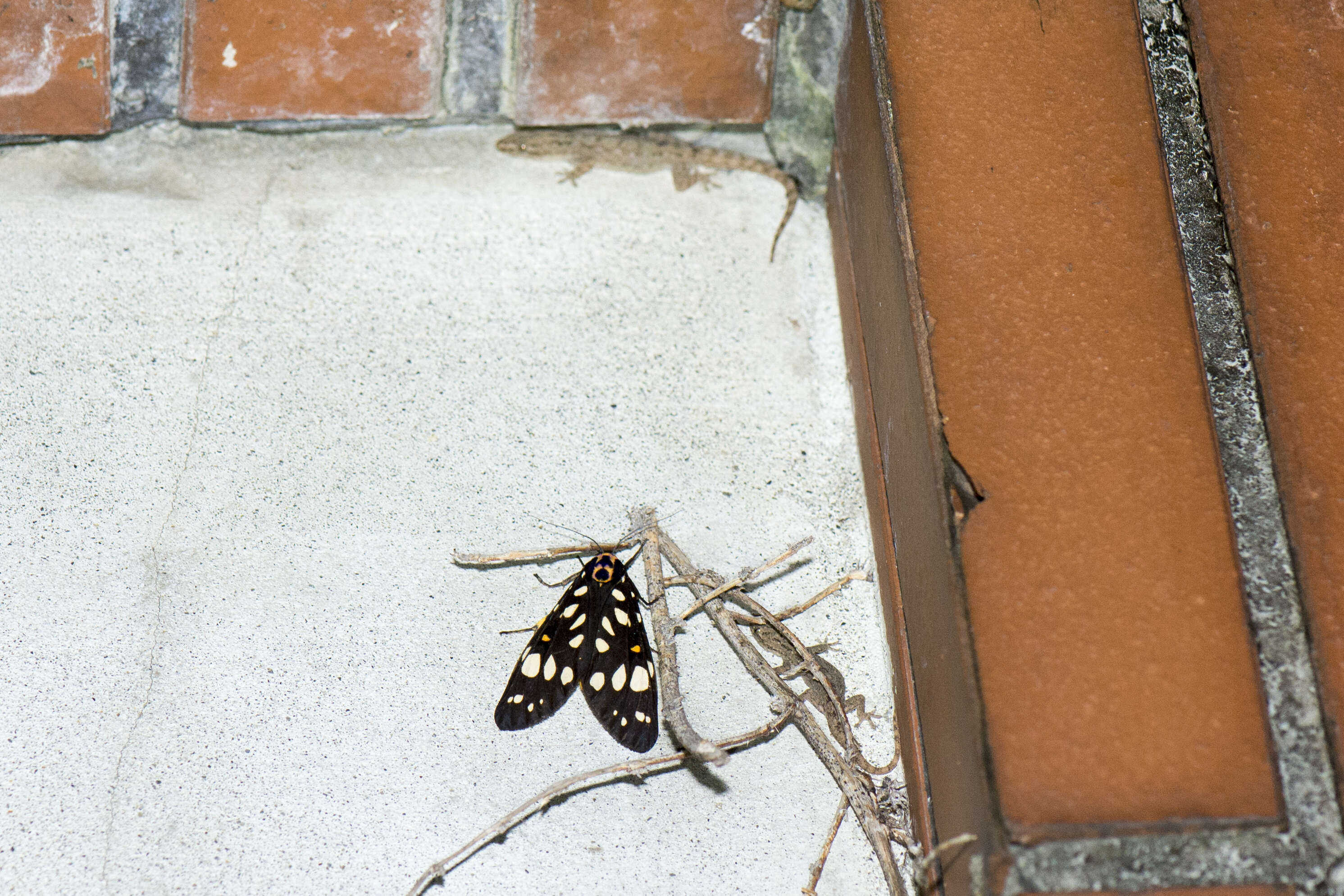 Image of Aglaomorpha histrio (Walker 1855)