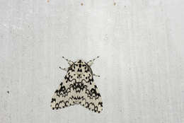 Image of Lymantria concolor Walker 1855