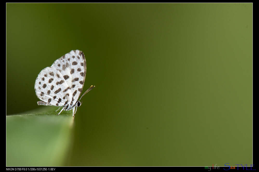 Image of Forest Pierrot