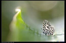 Image of Forest Pierrot