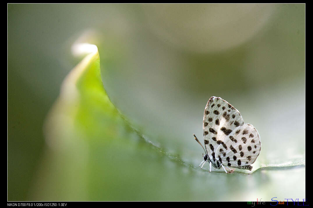 Image of Forest Pierrot