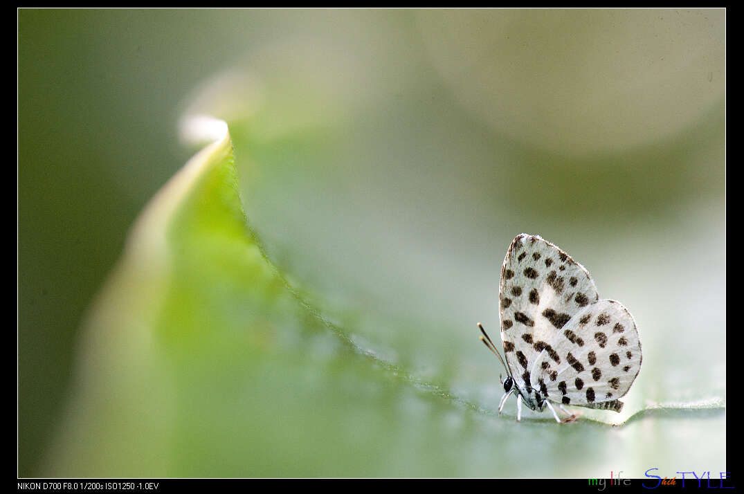 Image of Forest Pierrot