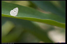 Image of Forest Pierrot