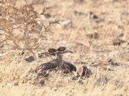 Image of Eurasian Stone-curlew