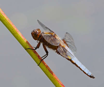 Image of Broad-bodied chaser