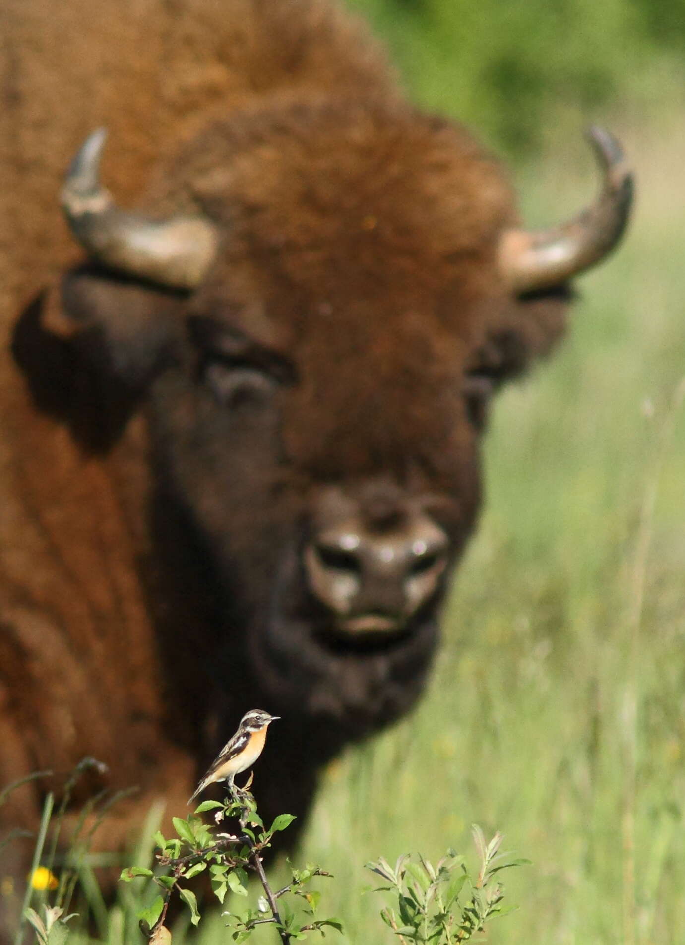 Image of Whinchat