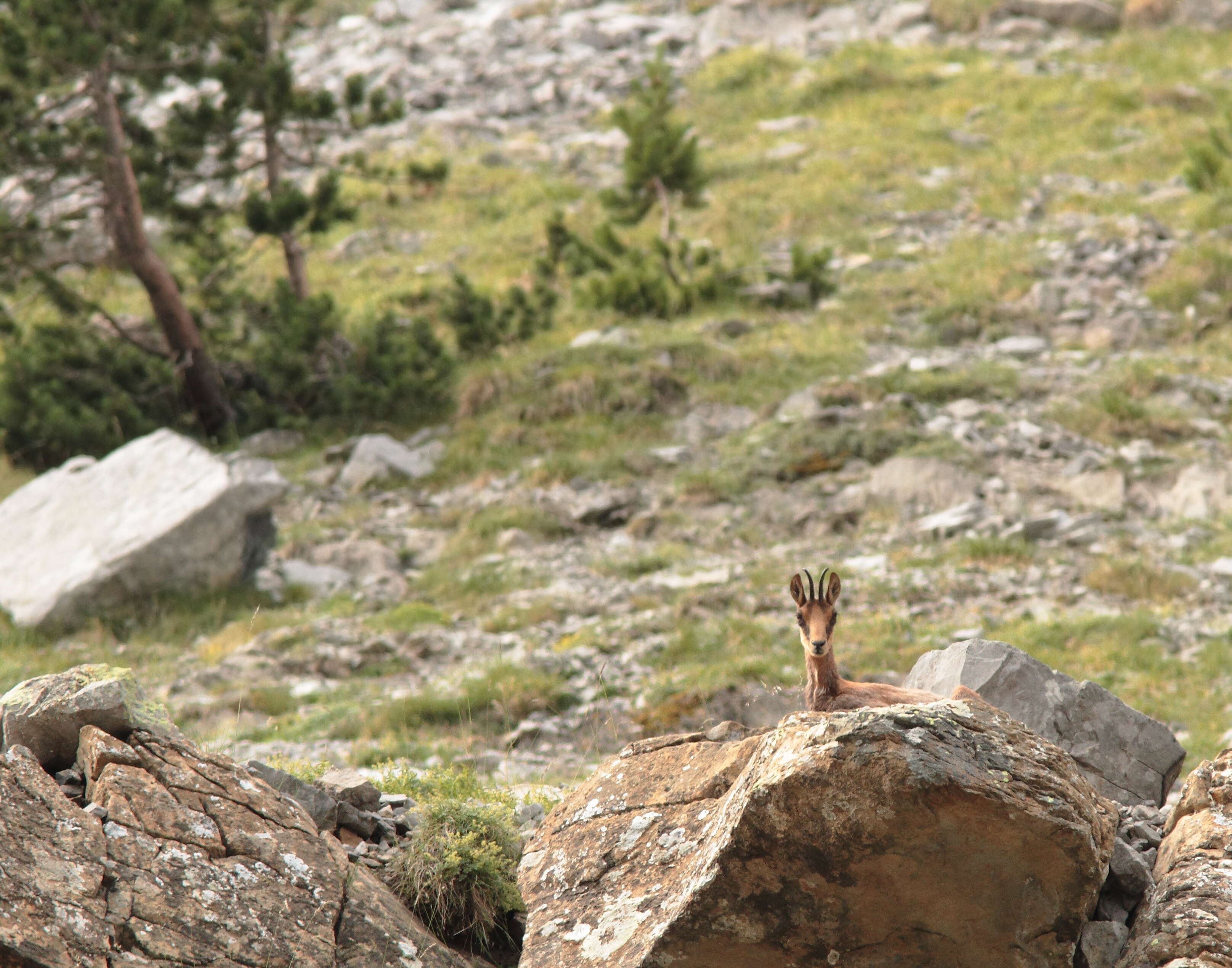 Image of Abruzzo Chamois