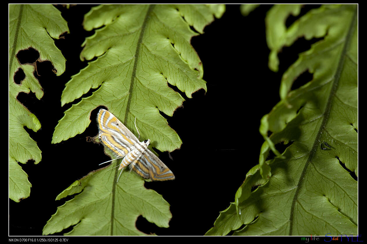 Image de Parapoynx villidalis Walker 1859