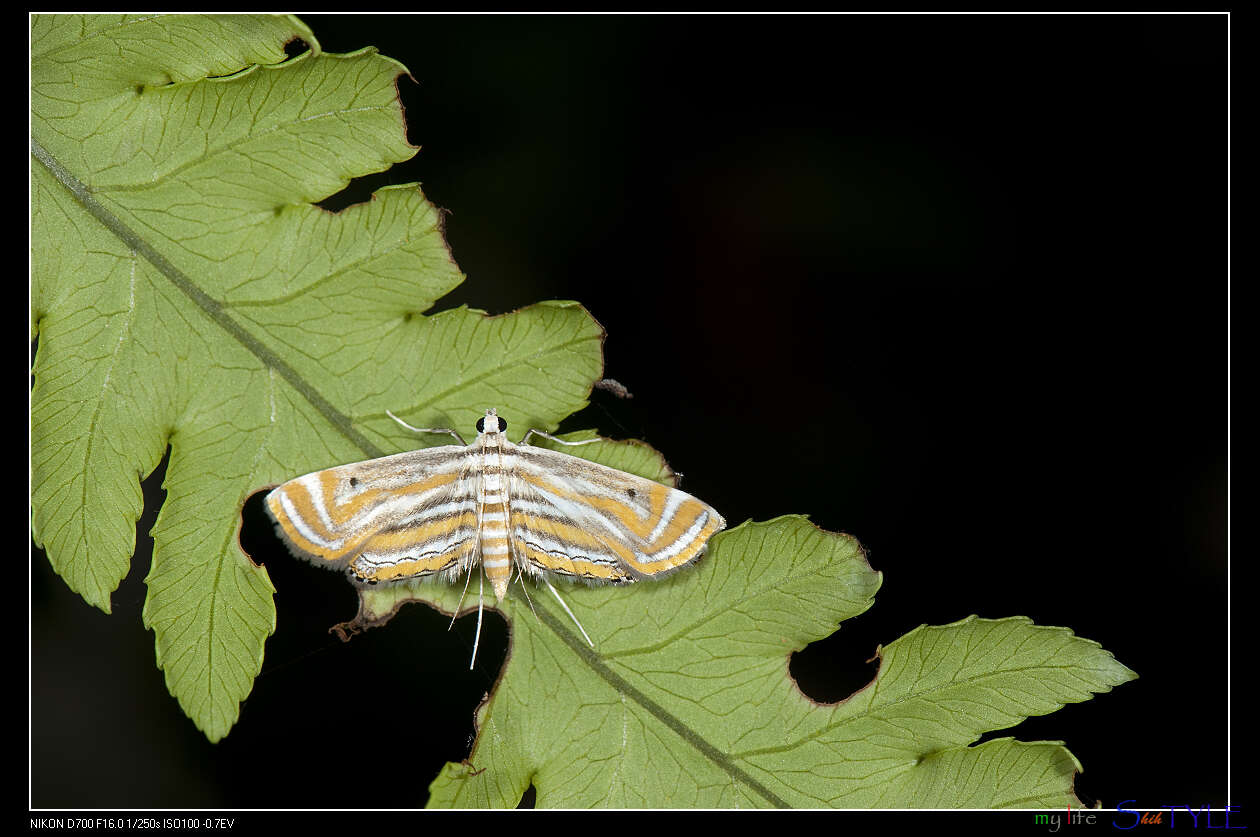 Image de Parapoynx villidalis Walker 1859