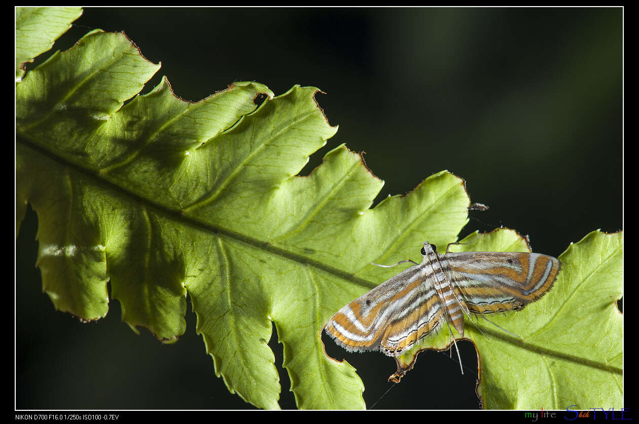 Image de Parapoynx villidalis Walker 1859