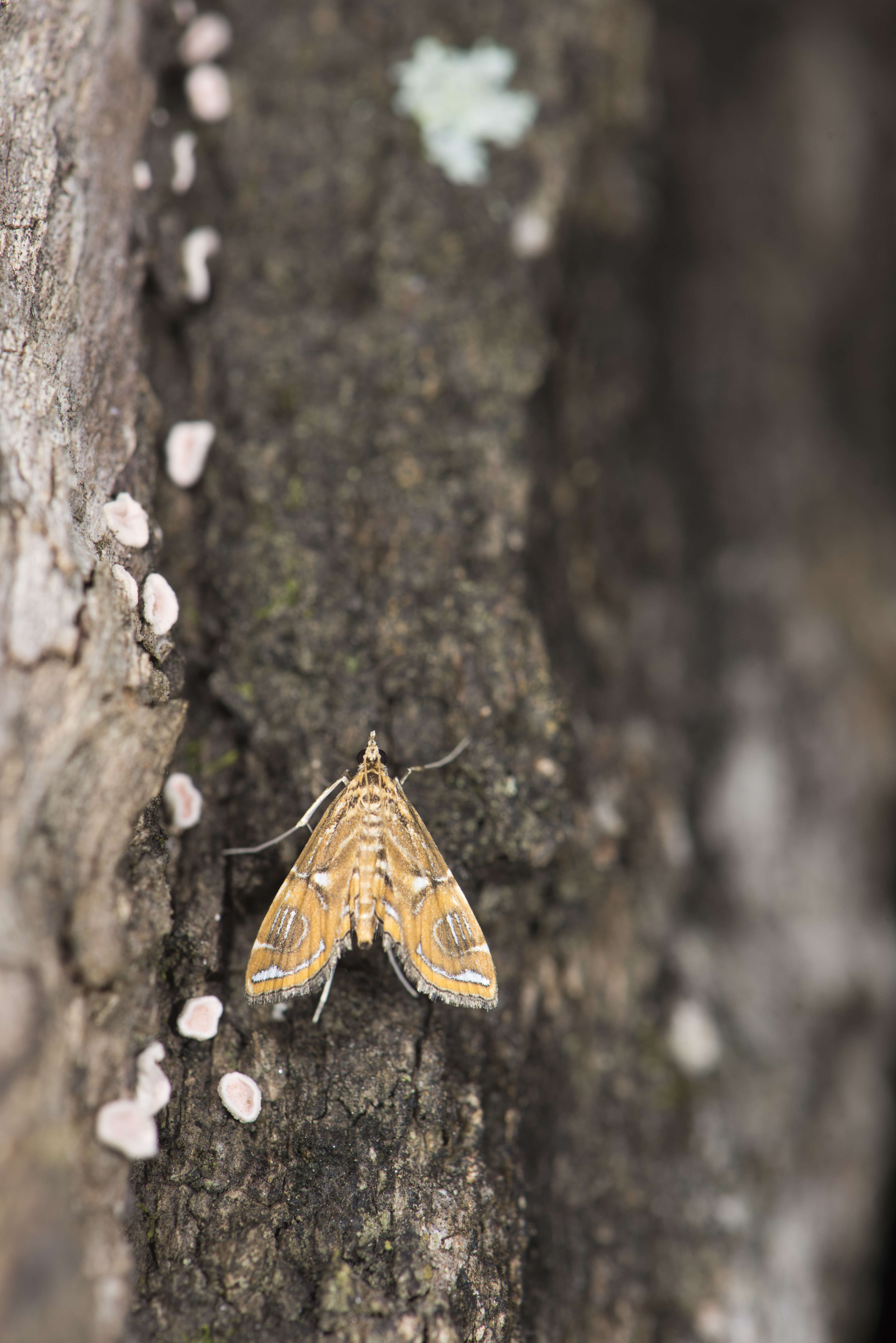 Image of Paracymoriza cataclystalis Strand 1919