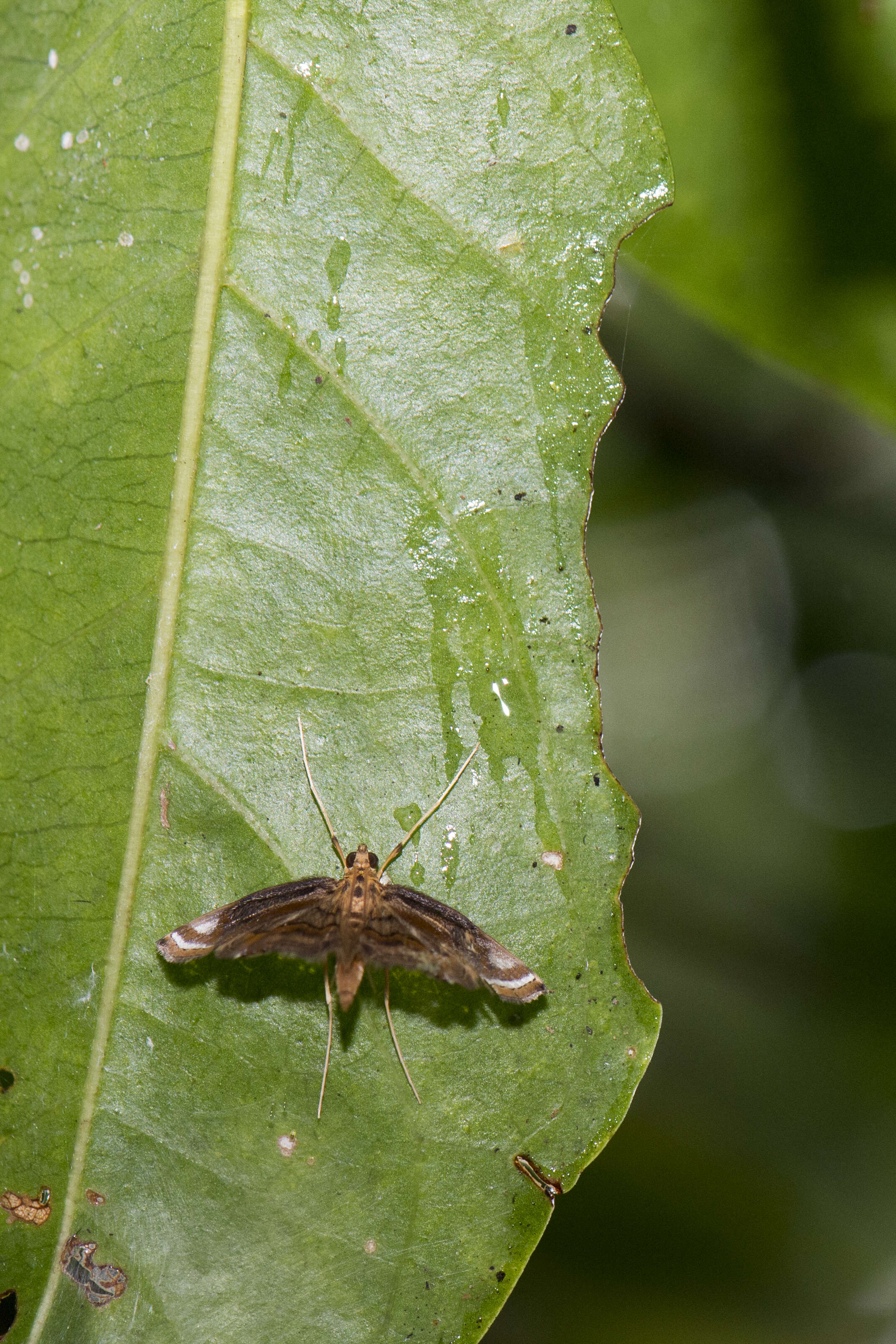 Imagem de Eoophyla gibbosalis