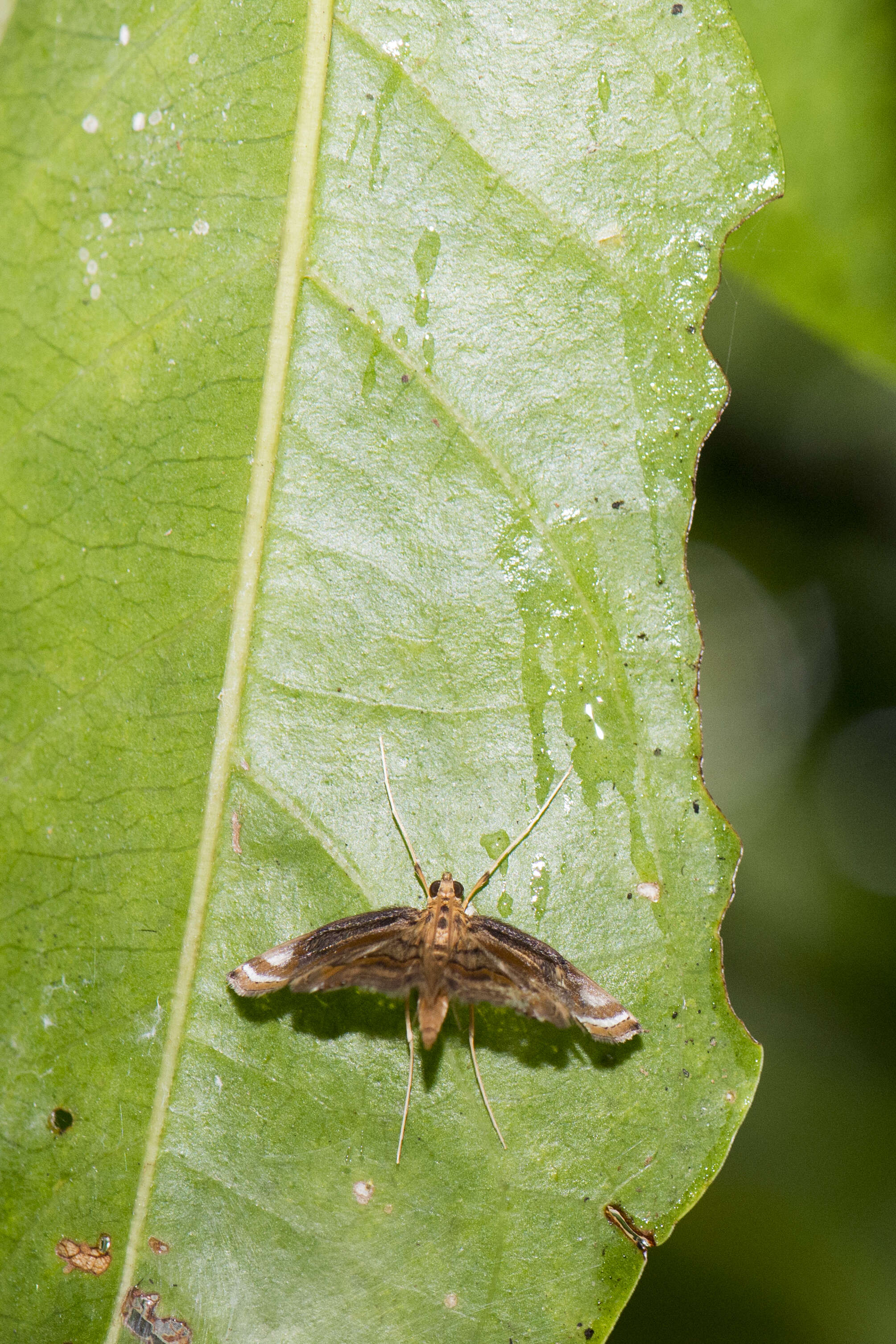 Imagem de Eoophyla gibbosalis