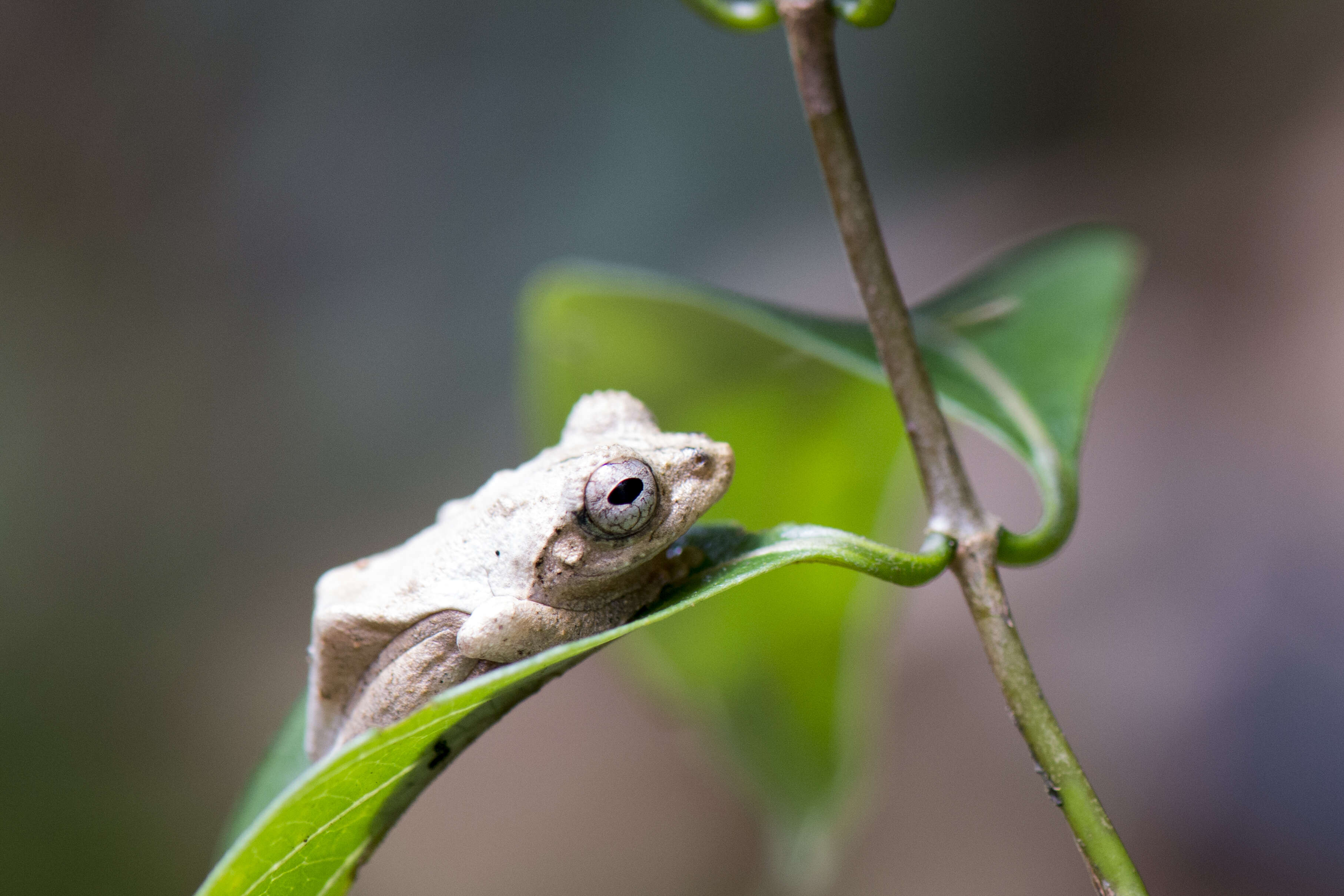 Image of Temple Tree Frog