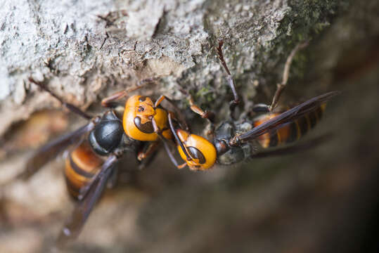 Image of Asian giant hornet