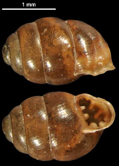 Image of Marsh Whorl Snail