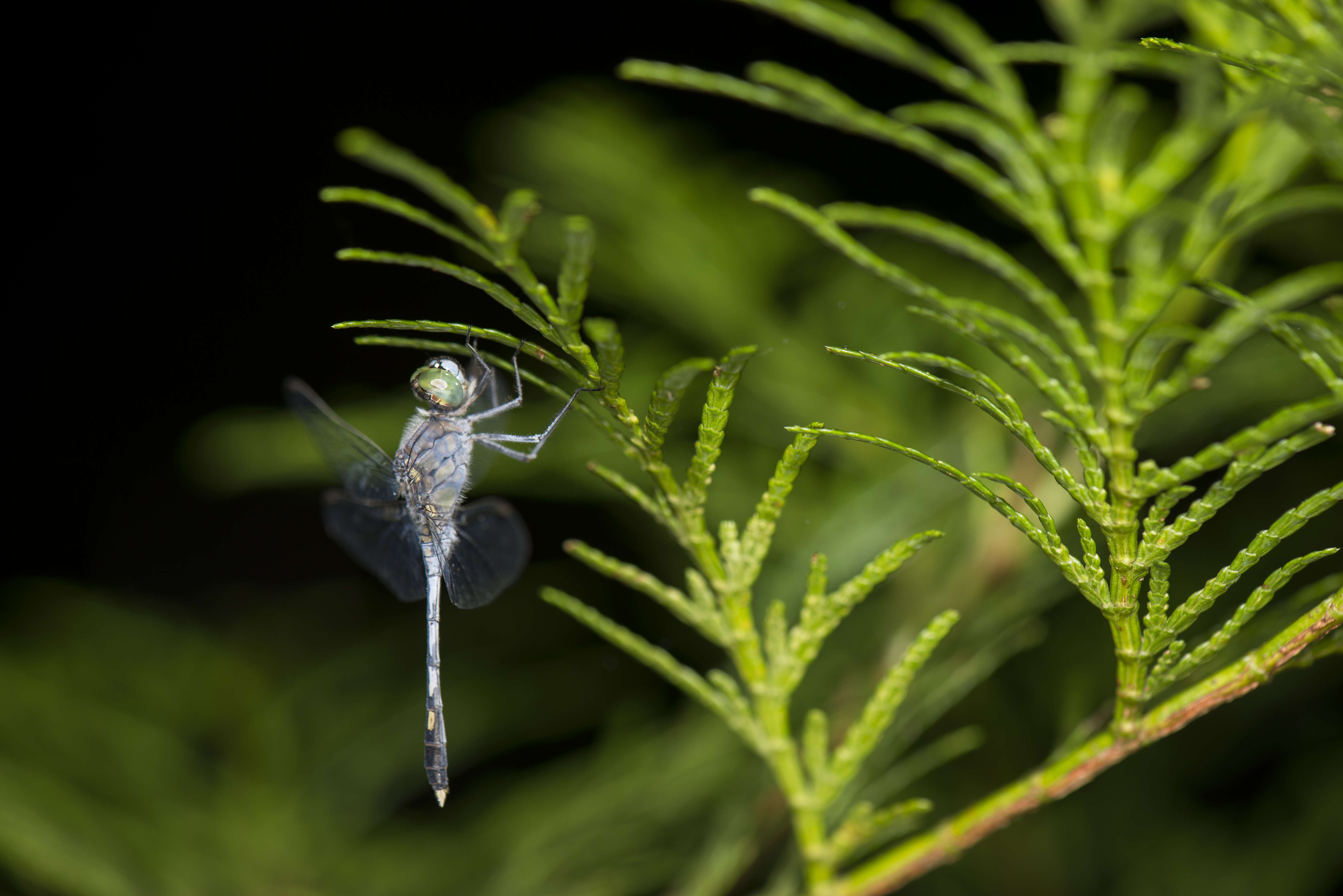 Image of Diplacodes trivialis (Rambur 1842)